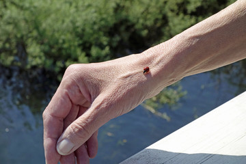 marienkäfer auf einer hand