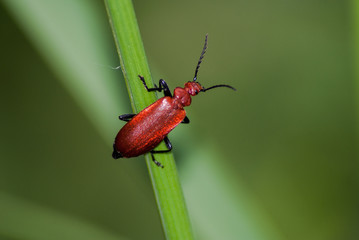 The Red Beetle