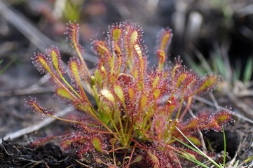 Mittlere Sonnentau (Drosera intermedia) 