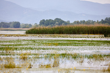 shot at Lake Kerkini, Greece