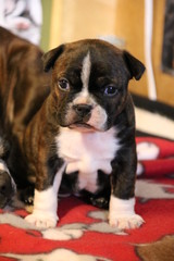 5 week old Boston terrier
