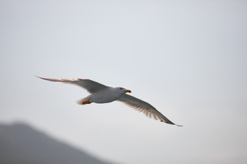 The white seagull soars flying against the background of the blue sky, clouds and mountains. The seagull is flying.