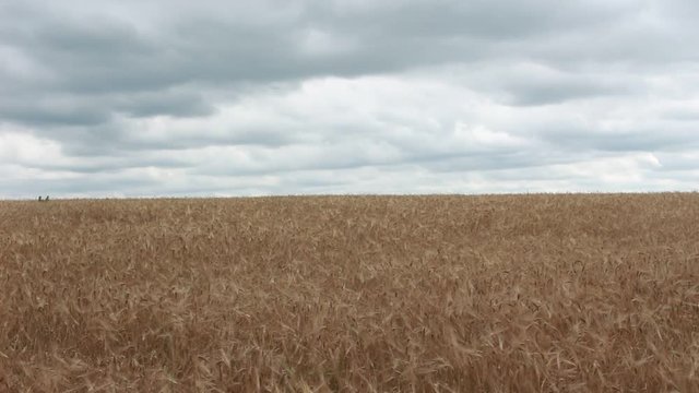 Beautiful field of wheat agricultural farming, wheat countryside, clouds