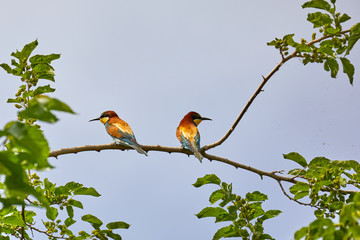 shot at Lake Kerkini, Greece