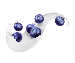 Blueberries with milk splashes close-up isolated on white background - obrazy, fototapety, plakaty