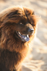 Chow Chow dog outdoor portrait against sand
