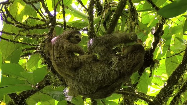 Female sloth with its baby stretching and eating on a branch.  Sloth holding its baby while eating cocoa. Sloths are arboreal mammals noted for slowness of movement and for spending most of their live