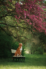 the dog is sitting on a bench in the park near the rosewood. Pet on the nature. Nova Scotia Duck Tolling Retriever, Toller