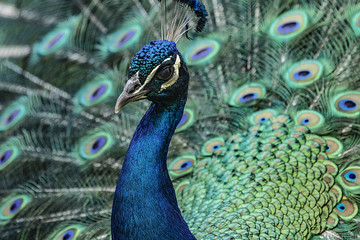 Obraz premium pavo real