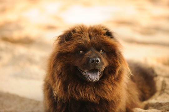 Chow Chow dog outdoor portrait at beach