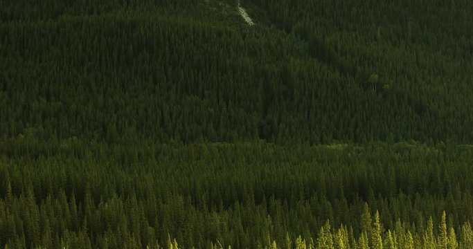 Mt Rundle and the forest valley near Canmore Alberta Canada