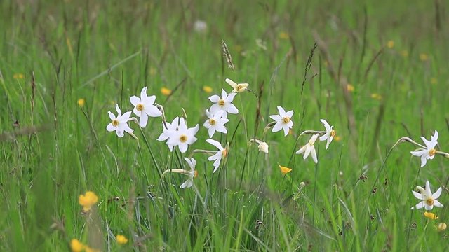 Background of poet's narcissus or nargis or findern flower or pinkster lily  in spring meadow, Narcissus poeticus 
