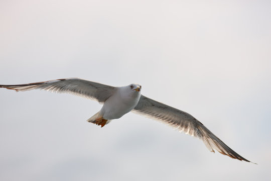 The white seagull soars flying against the background of the blue sky, clouds and mountains. The seagull is flying.
