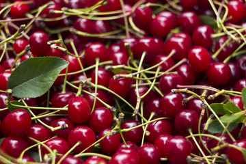 Ripe fresh cherry with cuttings and leaves, useful berries, background. Summer concept