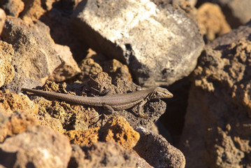 Lizard with a camouflage on a grey volcanic ground, symbol of La Palma´s island, Canary Islands, Spain