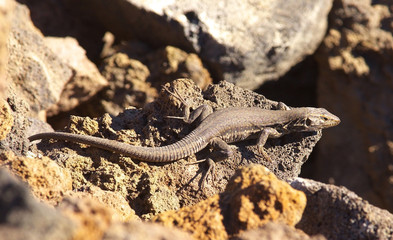 Lizard with a camouflage on a grey volcanic ground, symbol of La Palma´s island, Canary Islands, Spain