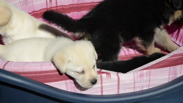 Pedigree Purebred 순종 생물학 Baka tulen Pedigr&iacute; Labrador Golden video retriever 