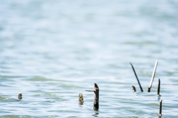 Blue wave background