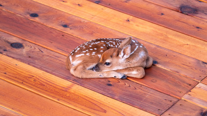 Obraz premium Small Deer Fawn Resting on Cedar Wood Deck