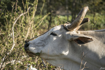 Cow placidly grazing in Vinales, Cuba