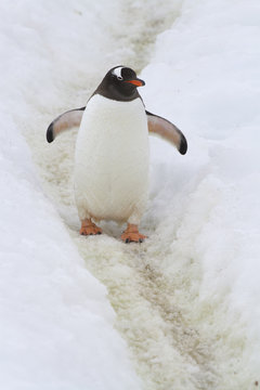 Gentoo Penguin who stands on the trail trampled in the snow by penguins
