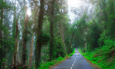 Mysterious fascinating landscape. Wet, after rain, road in mountain forest. Mystic eucalyptus grove. Outskirts of Sintra, Portugal.