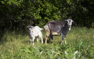 Naklejka na ściany i meble Two gray goats graze in the field on the green grass, near the forest. Mammalian animals are a mother with a child.