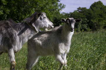 Obraz premium Two gray goats graze in the field on the green grass, near the forest. Mammalian animals are a mother with a child.