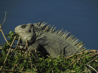 Iguana