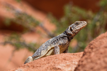 Obraz premium Chuckwalla 13