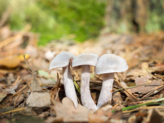 mushrooms in autumn forest