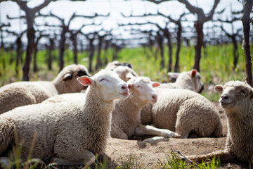 Sheep in a Vineyard