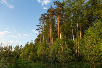 Fototapeta premium Summer landscape with green forest and blue sky on sun 