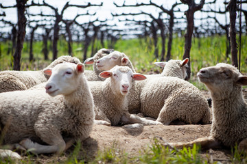 Sheep in Vineyard