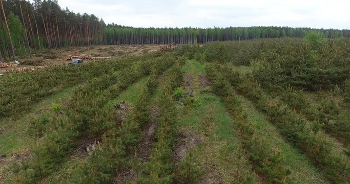 Aerial view on plantation rows of young pine-tree area to deforestation. Straight rows of trees