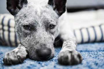 Profile portrait of a white dog with black markings, head resting on blue carpet with two paws in front.