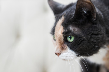 Side profile portrait of a grey, tan and white cat with green eyes.