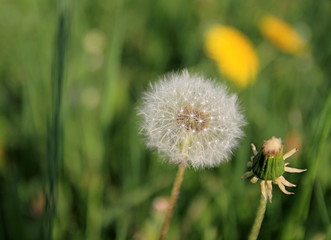 dandelion petals waiting to be delivered in the wind