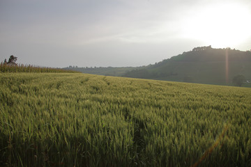 Obraz premium wheat field in May