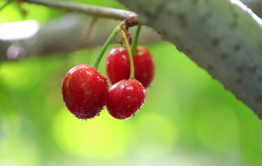 Ripe cherries in the orchard