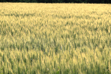 wheat field