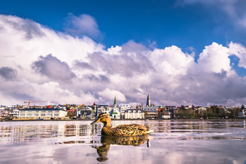 Naklejka premium Reykjavik - May 02, 2018: Brown duck in Tjornin Lake in Reykjavik, Iceland