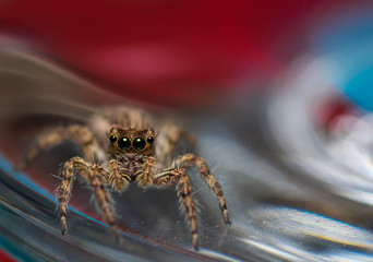 Spider jumping