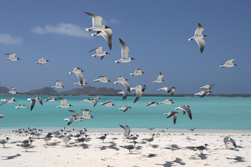 Los Roques Venezuela
