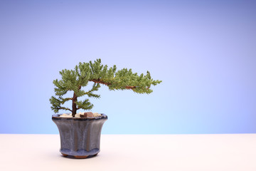 Bonsai Tree in Pot on Blue Background