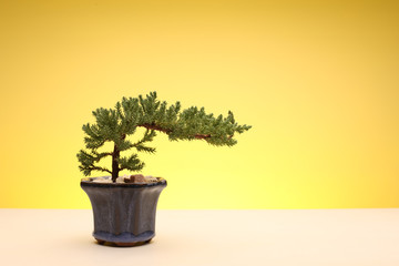 Bonsai Tree in Pot on Yellow Background