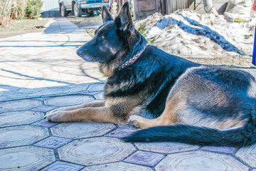 East-European Shepherd