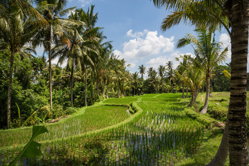 Fototapeta na wymiar Rice paddies outside of Ubud in Bali, Indonesia