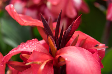 Beautiful flowers in the city park of Dallas on a sunny day
