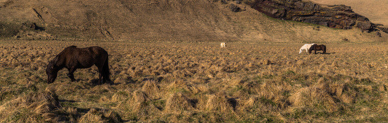Icelandic wilderness- May 04, 2018: Icelandic horses in the wild landscape of Iceland